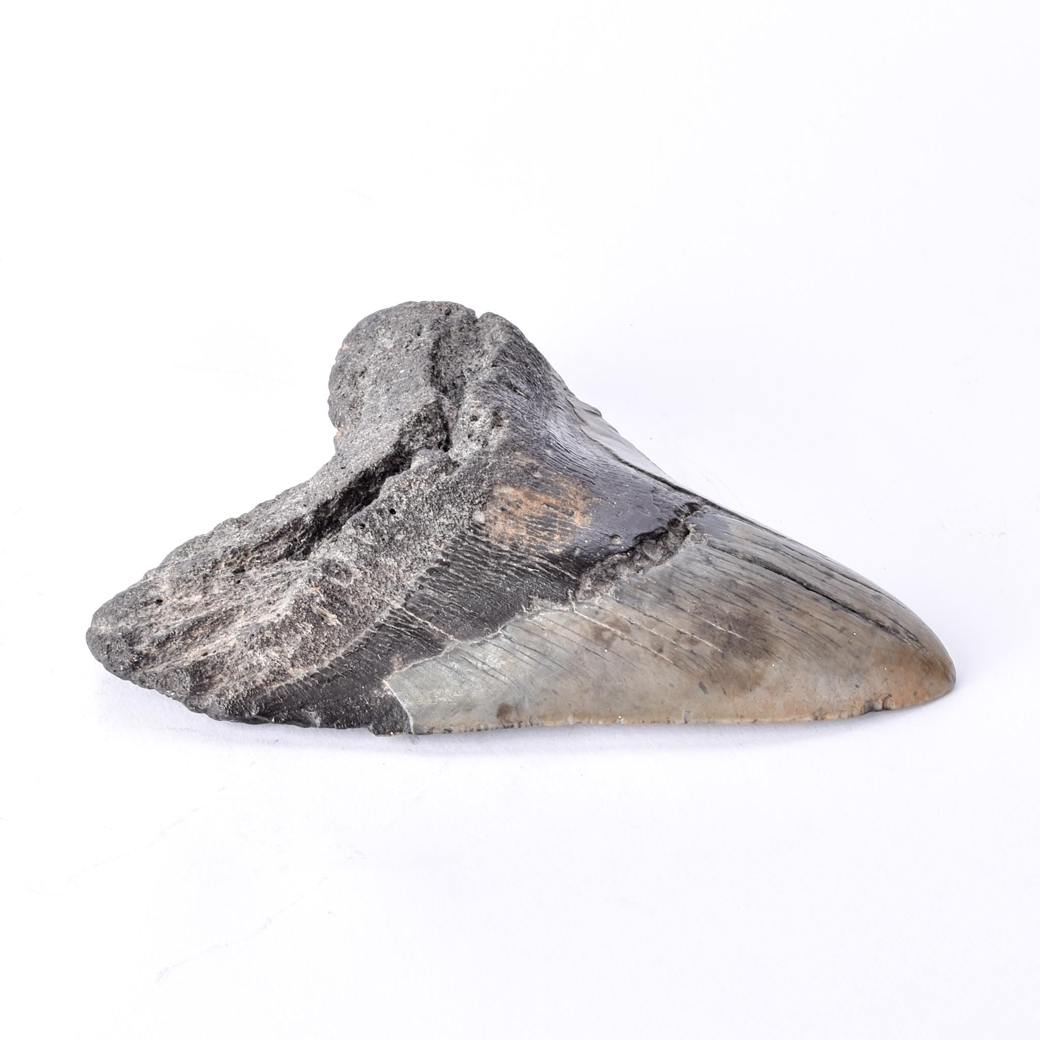 Fossilized Megalodon Tooth with Hanging Ring