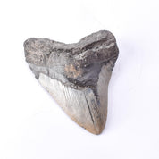 Fossilized Megalodon Tooth with Hanging Ring