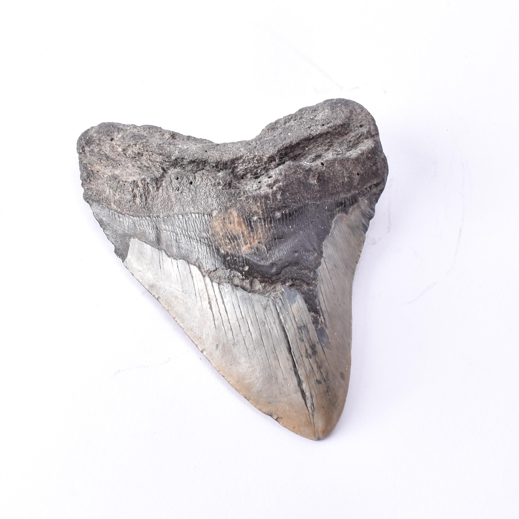 Fossilized Megalodon Tooth with Hanging Ring