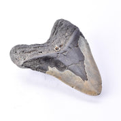 Fossilized Megalodon Tooth with Hanging Ring