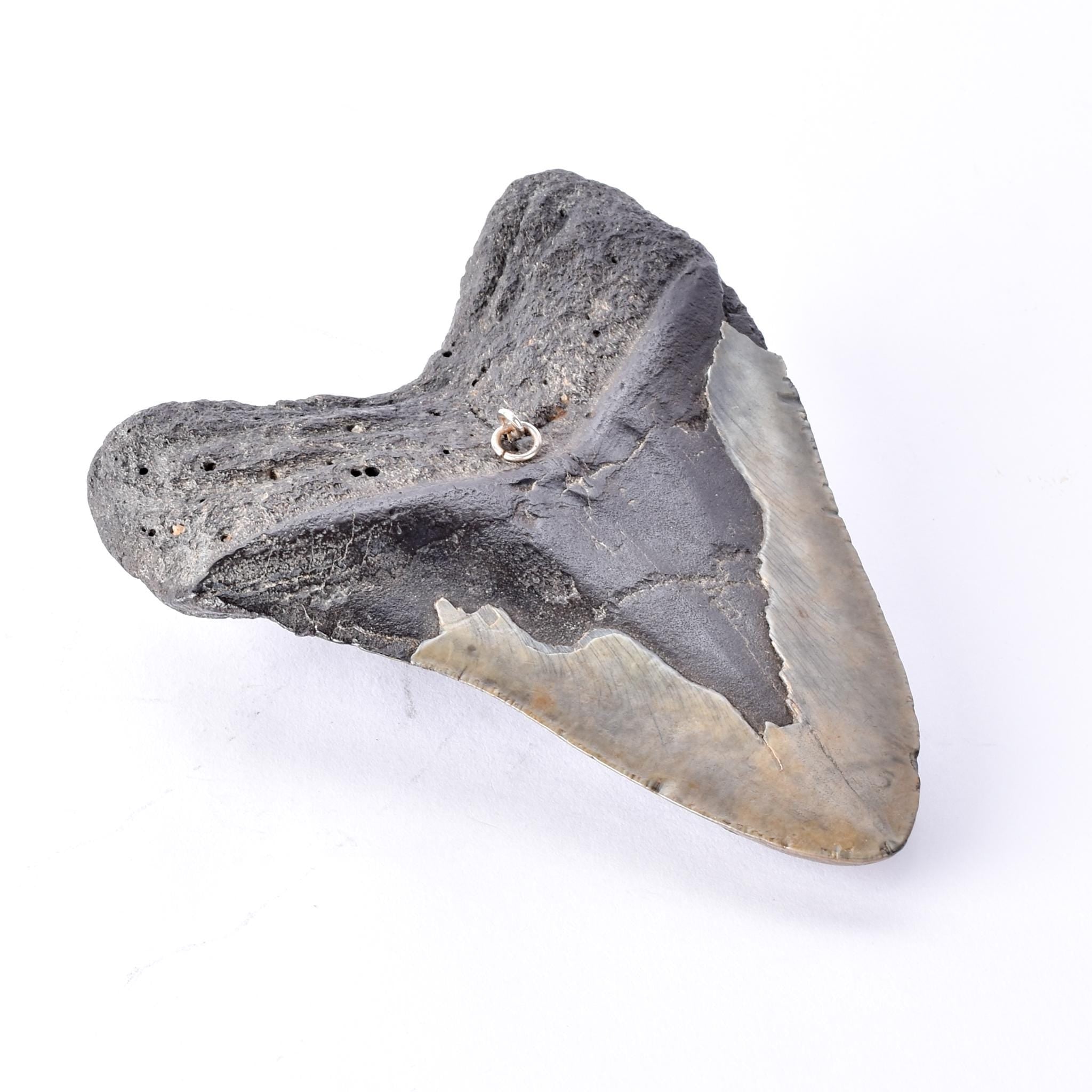 Fossilized Megalodon Tooth with Hanging Ring
