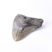 Fossilized Megalodon Tooth with Hanging Ring