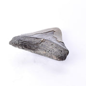 Fossilized Megalodon Tooth with Hanging Ring