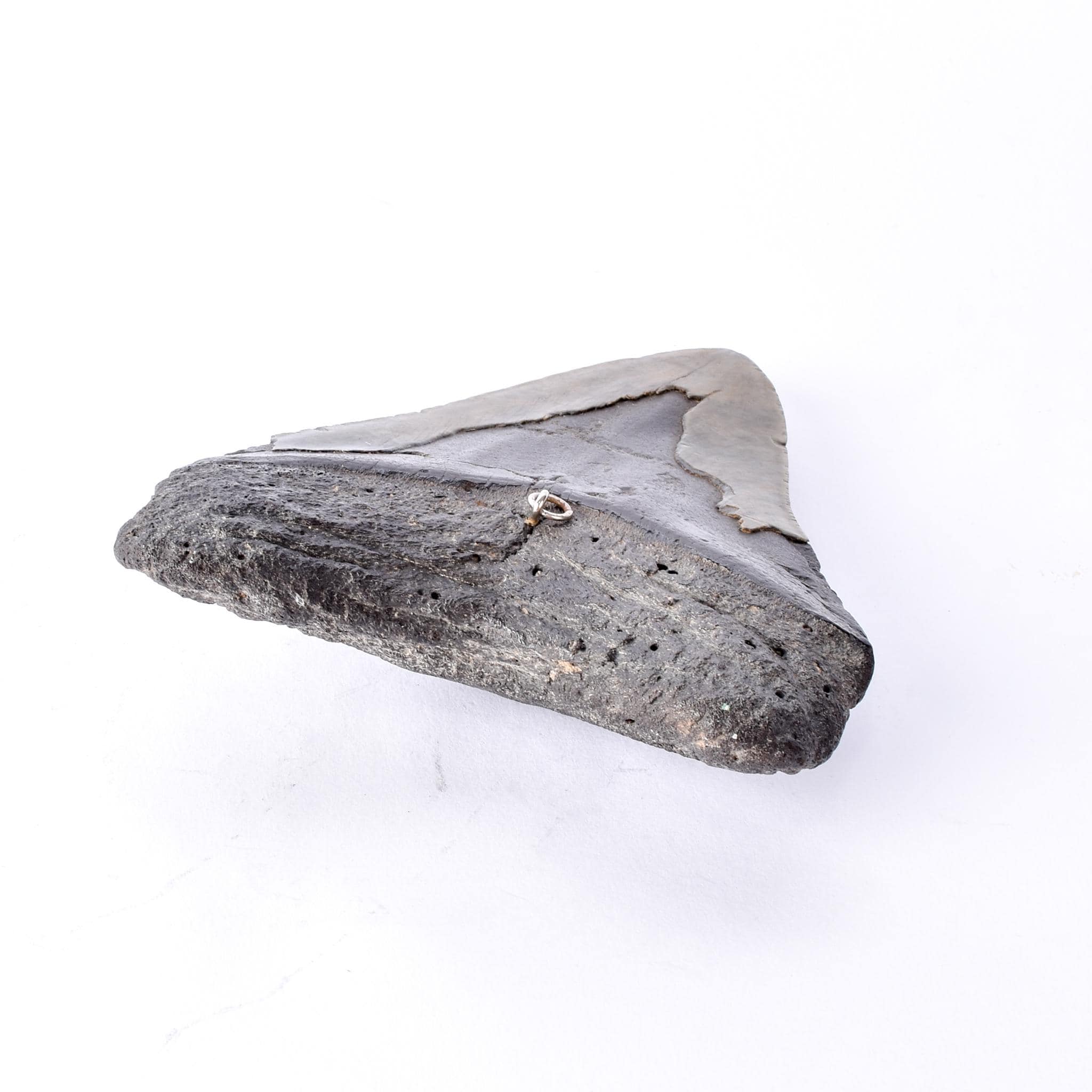 Fossilized Megalodon Tooth with Hanging Ring