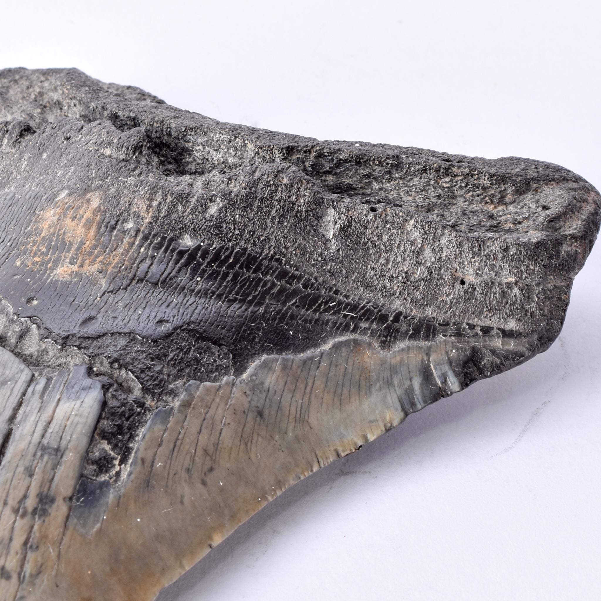 Fossilized Megalodon Tooth with Hanging Ring