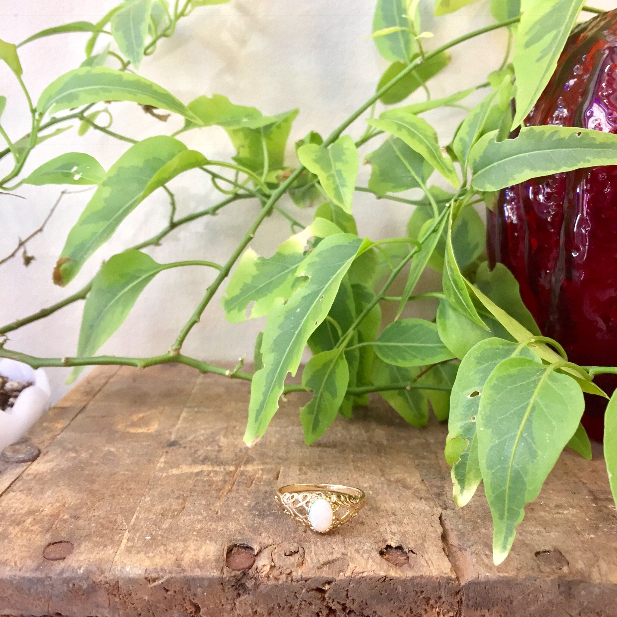 Potted plant with long green leaves next to a decorative ceramic pot on a wooden surface, with scattered coffee beans nearby.