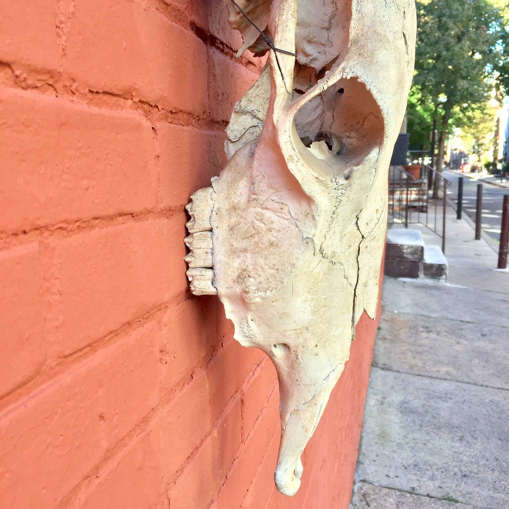 Authentic steer skull mounted on red brick wall outdoors, sun-dried bohemian southwestern decor