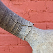 Closeup view of a sun-dried steer skull against a red brick wall, highlighting the textured bone and worn horns. The skull serves as unique southwestern bohemian home decor or wall art.