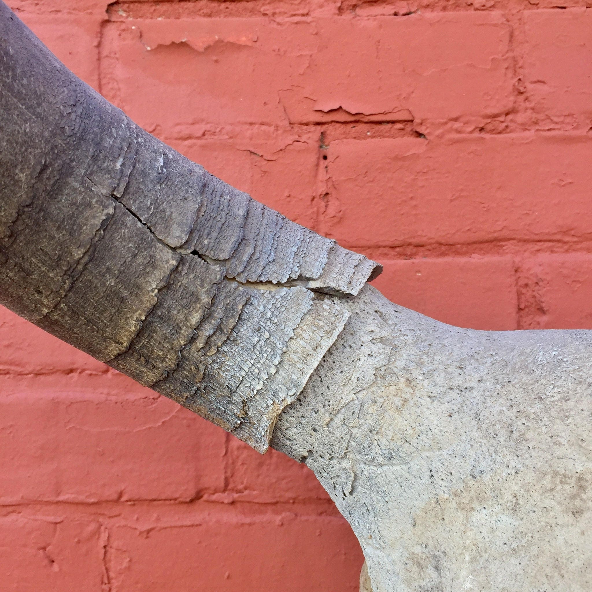 Closeup view of a sun-dried steer skull against a red brick wall, highlighting the textured bone and worn horns. The skull serves as unique southwestern bohemian home decor or wall art.