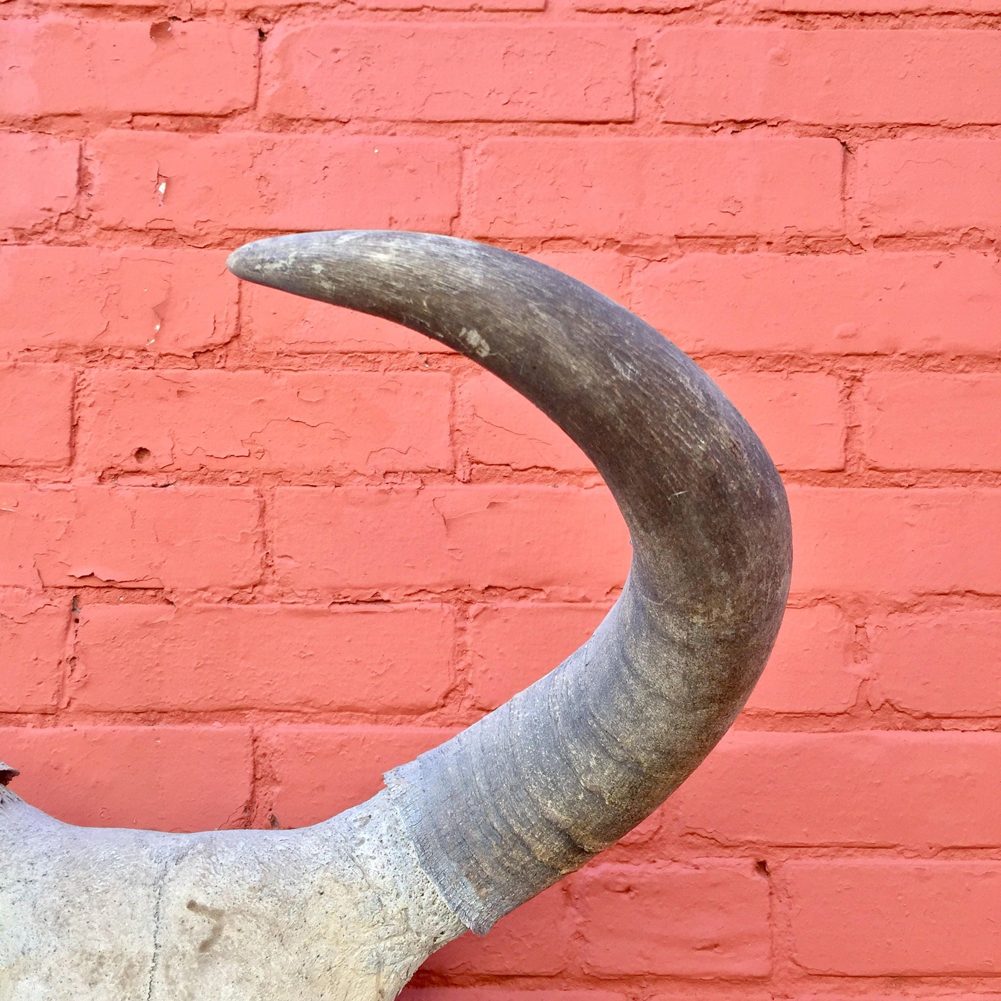 Large authentic steer skull mounted on red brick wall. Sun-dried bull skull with curved horns, used as bohemian southwestern home decor or wall art.