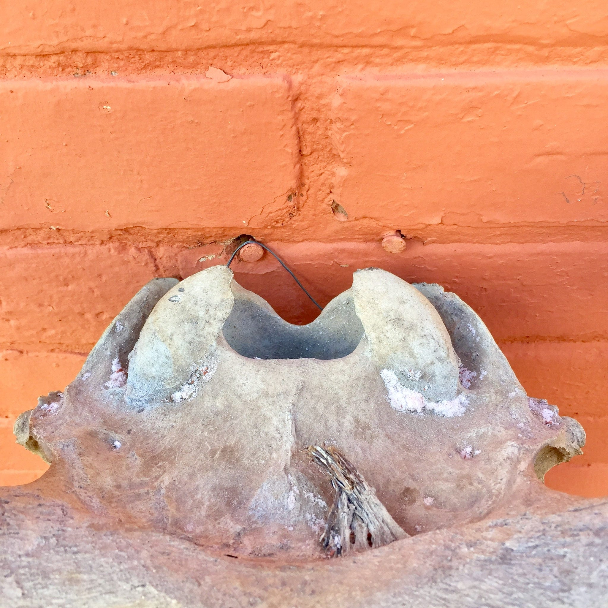 Authentic sun-dried steer skull mounted on an orange adobe wall, creating a rustic Southwestern bohemian decor piece suitable for wall hanging or gifting.