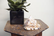 Vintage conch shell displayed on wooden table with succulent plant, crafted into unique boho home decor piece for hearing ocean sounds, rare Caribbean sea shell makes thoughtful gift idea.