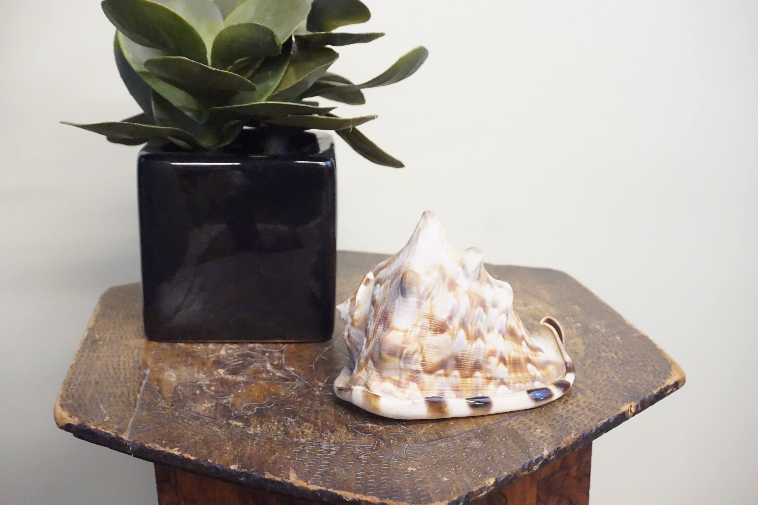 Vintage conch shell displayed on wooden table with succulent plant, crafted into unique boho home decor piece for hearing ocean sounds, rare Caribbean sea shell makes thoughtful gift idea.