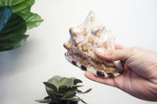 Woman's hand holding a large, spiraling conch seashell with a green plant behind it.