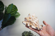 Hand holding an authentic conch seashell against a white background with green plant leaves