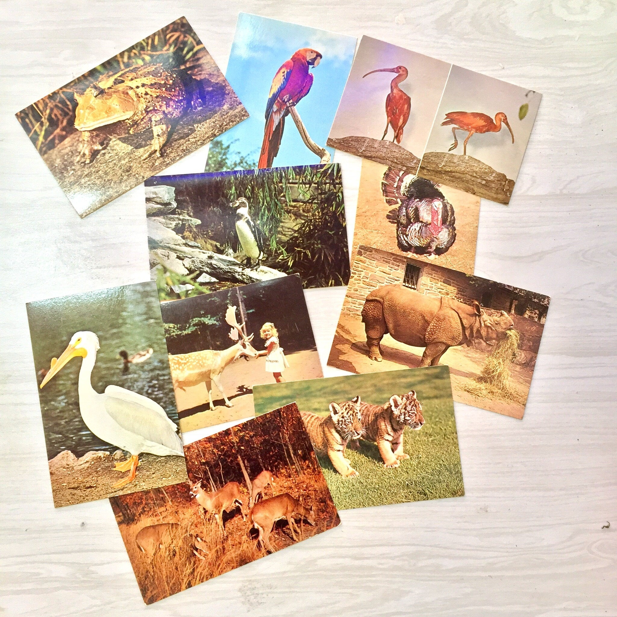 Vintage Postcards | Holiday Postcards | Vintage Ephemera | Vintage Souvenir | Travel | Scrapbooking | Trains | Planes | Animals | Religious
