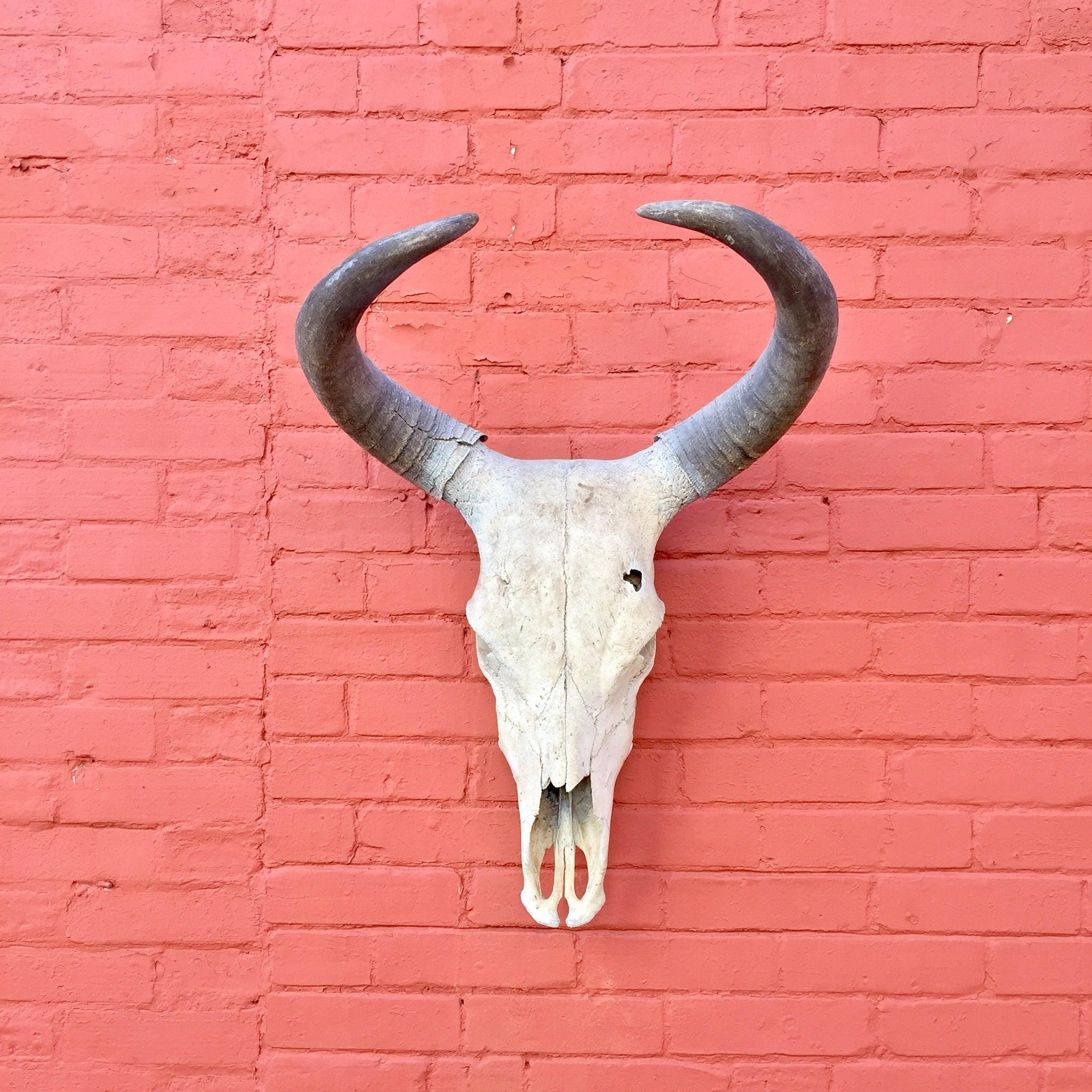 Steer skull mounted on rustic red brick wall, the curved horns forming a symmetrical oval shape. The bone is sun-bleached white with natural textures and crevices visible. The skull creates a striking, bohemian wall decoration against the weathered red bricks.
