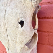 Authentic sun-dried steer skull taxidermy mounted on red adobe wall, large southwestern bohemian cow skull wall decor gift