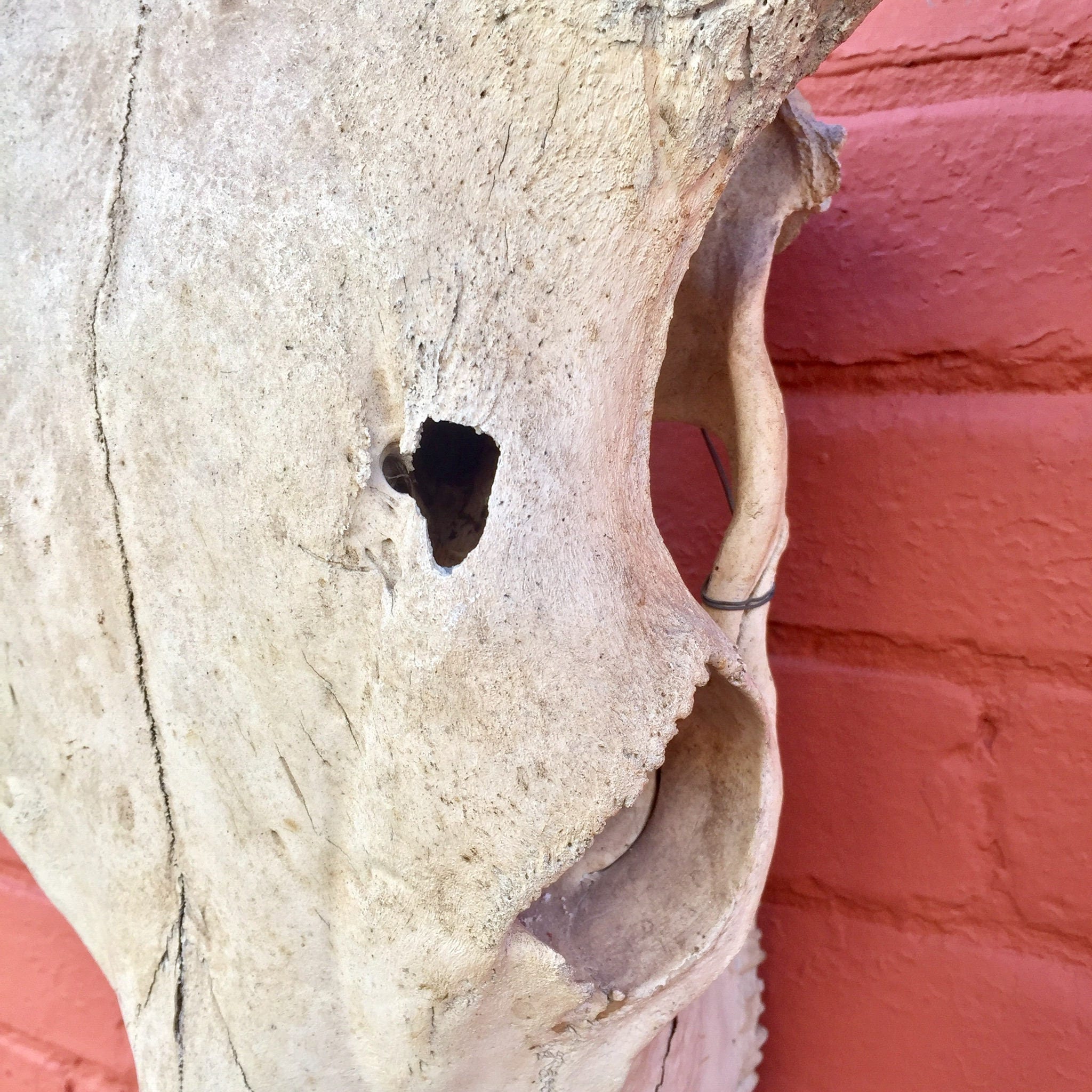 Authentic sun-dried steer skull taxidermy mounted on red adobe wall, large southwestern bohemian cow skull wall decor gift