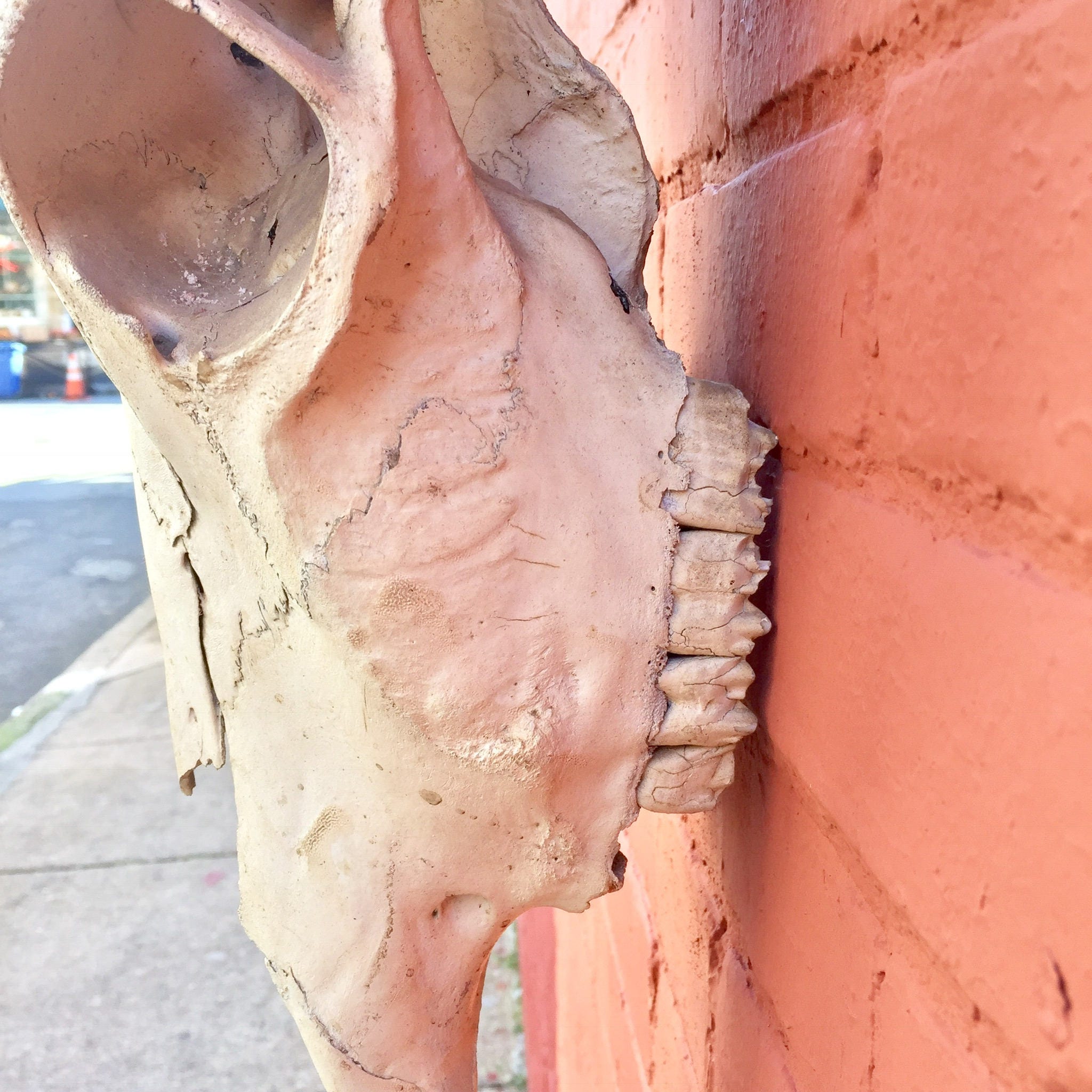 Sun-dried steer skull taxidermy with cracks and textured surface, large cow skull for southwestern bohemian home decor wall art