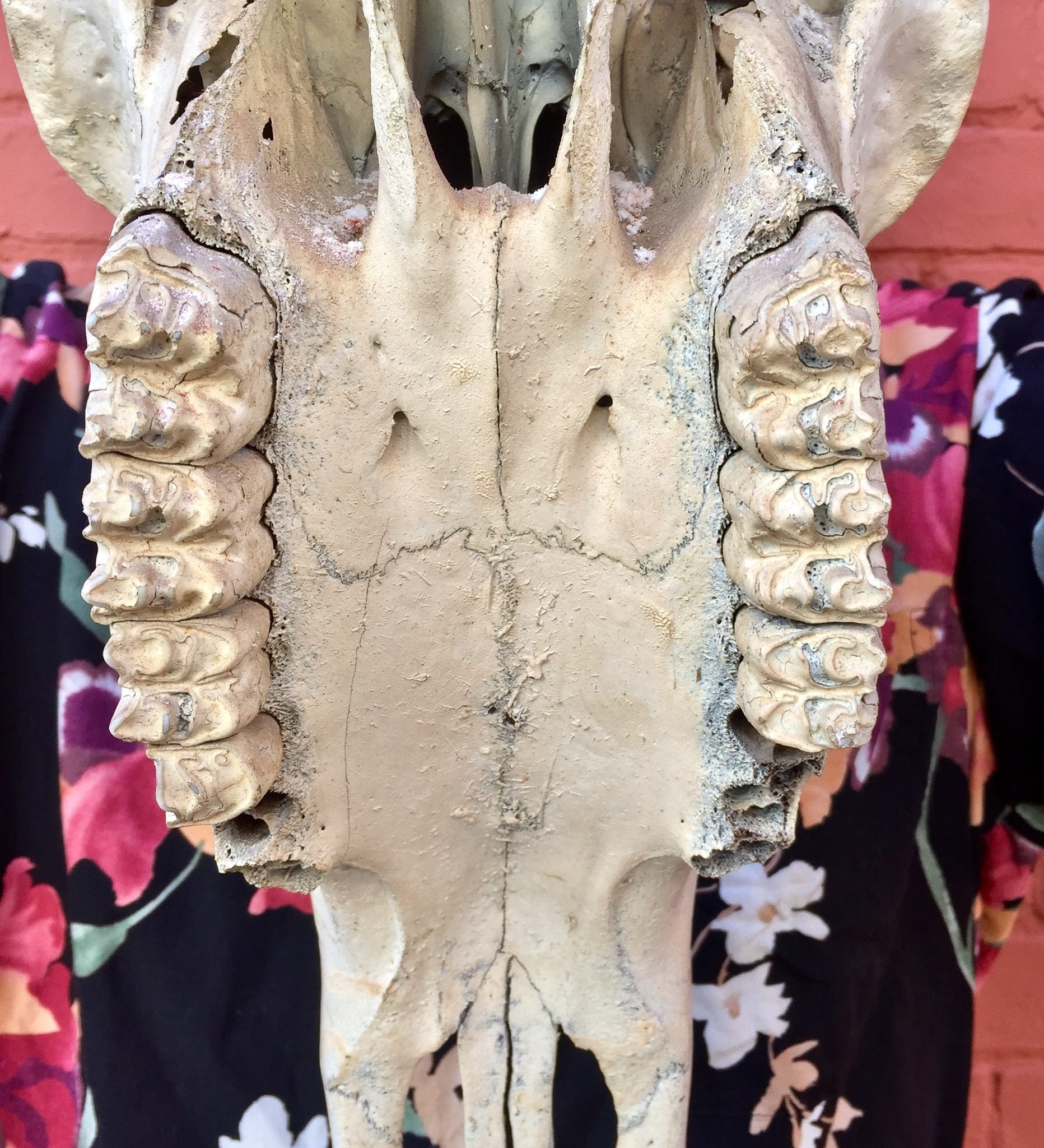 Authentic sun-dried steer skull taxidermy mounted on pink floral wall, large bull cow skull with horns for Southwestern bohemian home decor gift