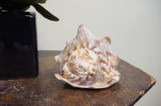 Conch shell on wooden surface with plant in background, used for home decor or as a gift. Authentic vintage Caribbean sea shell allows you to hear the ocean.