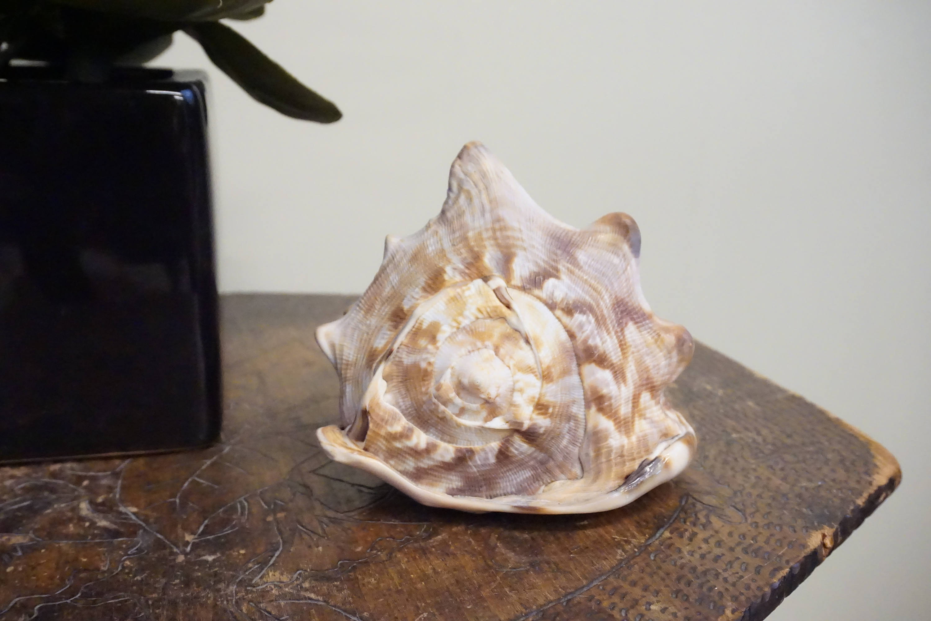 Conch shell on wooden surface with plant in background, used for home decor or as a gift. Authentic vintage Caribbean sea shell allows you to hear the ocean.