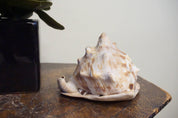 Authentic conch shell on wooden surface next to hand, vintage home decor craft from Caribbean sea, rare boho gift idea to hear the ocean sound