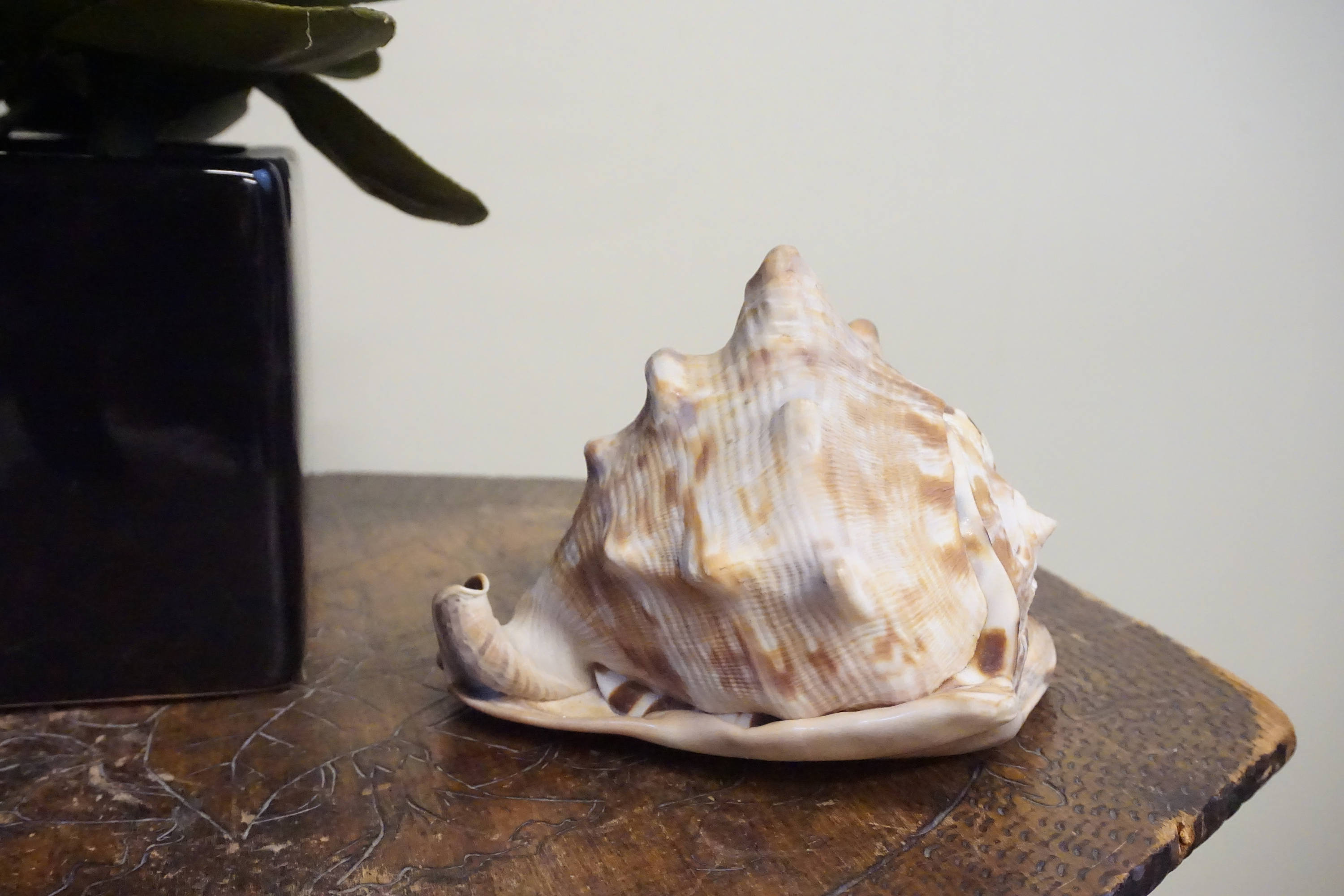 Authentic conch shell on wooden surface next to hand, vintage home decor craft from Caribbean sea, rare boho gift idea to hear the ocean sound