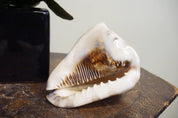 Authentic conch shell on wooden surface, revealing intricate interior details. Natural home decor or gift idea with a vintage, bohemian vibe reminiscent of the Caribbean sea.