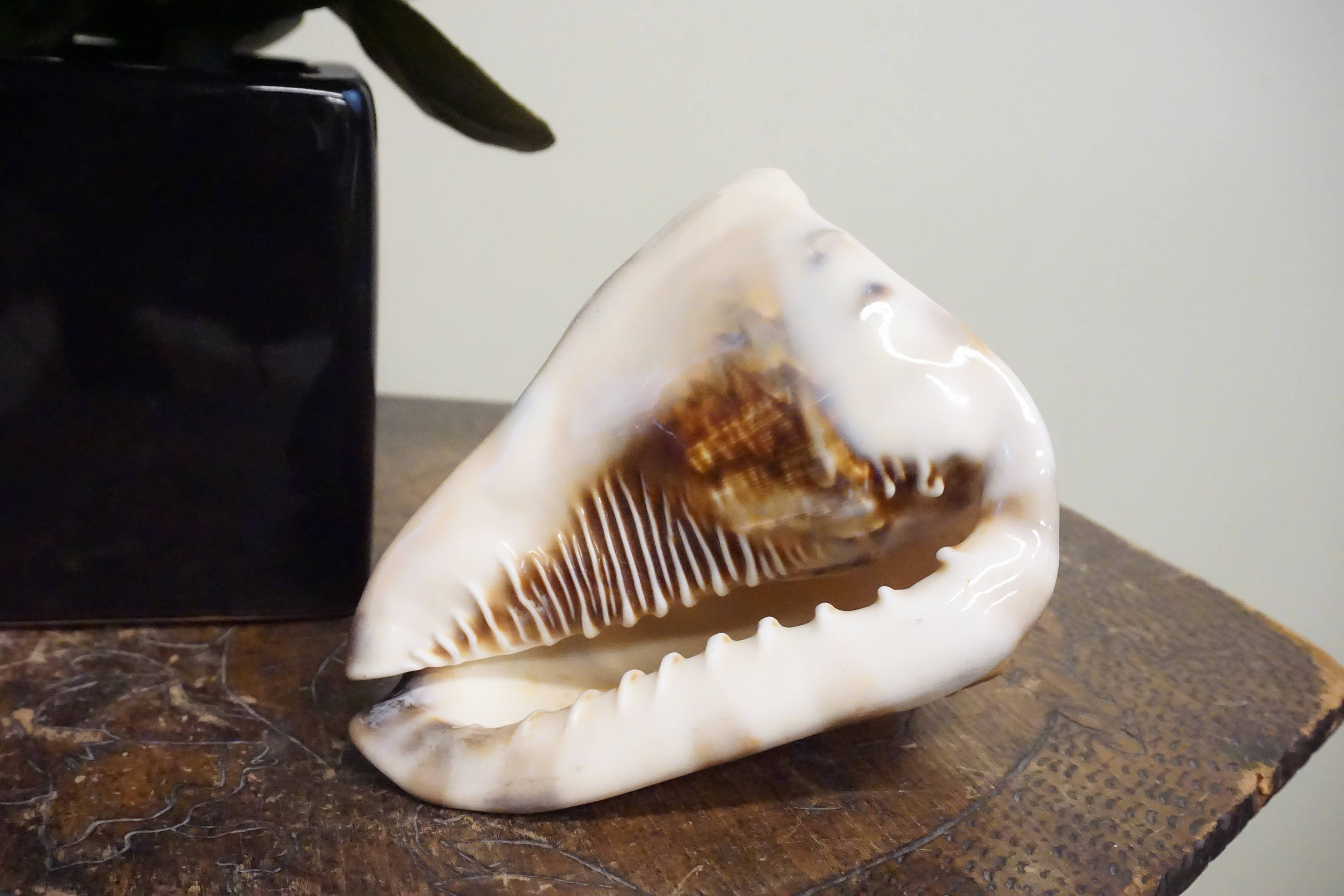 Authentic conch shell on wooden surface, revealing intricate interior details. Natural home decor or gift idea with a vintage, bohemian vibe reminiscent of the Caribbean sea.