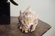 A large, spotted conch shell sitting on a wooden surface, with a dark glass bottle visible in the background, creating a vintage, bohemian decor aesthetic.