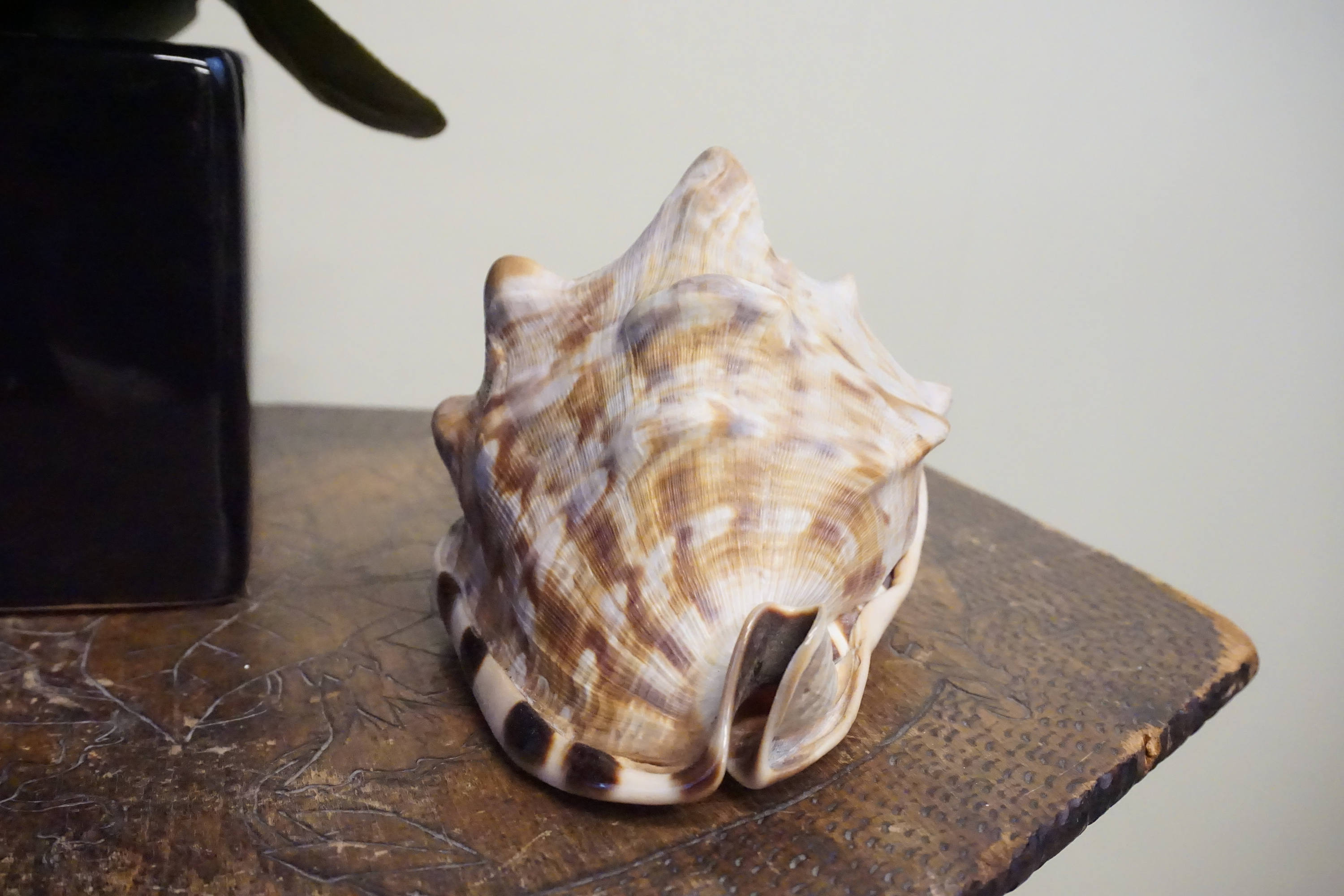 A large, spotted conch shell sitting on a wooden surface, with a dark glass bottle visible in the background, creating a vintage, bohemian decor aesthetic.