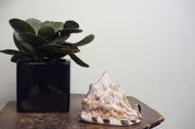 Potted succulent plant beside a decorative conch seashell on a rustic tabletop