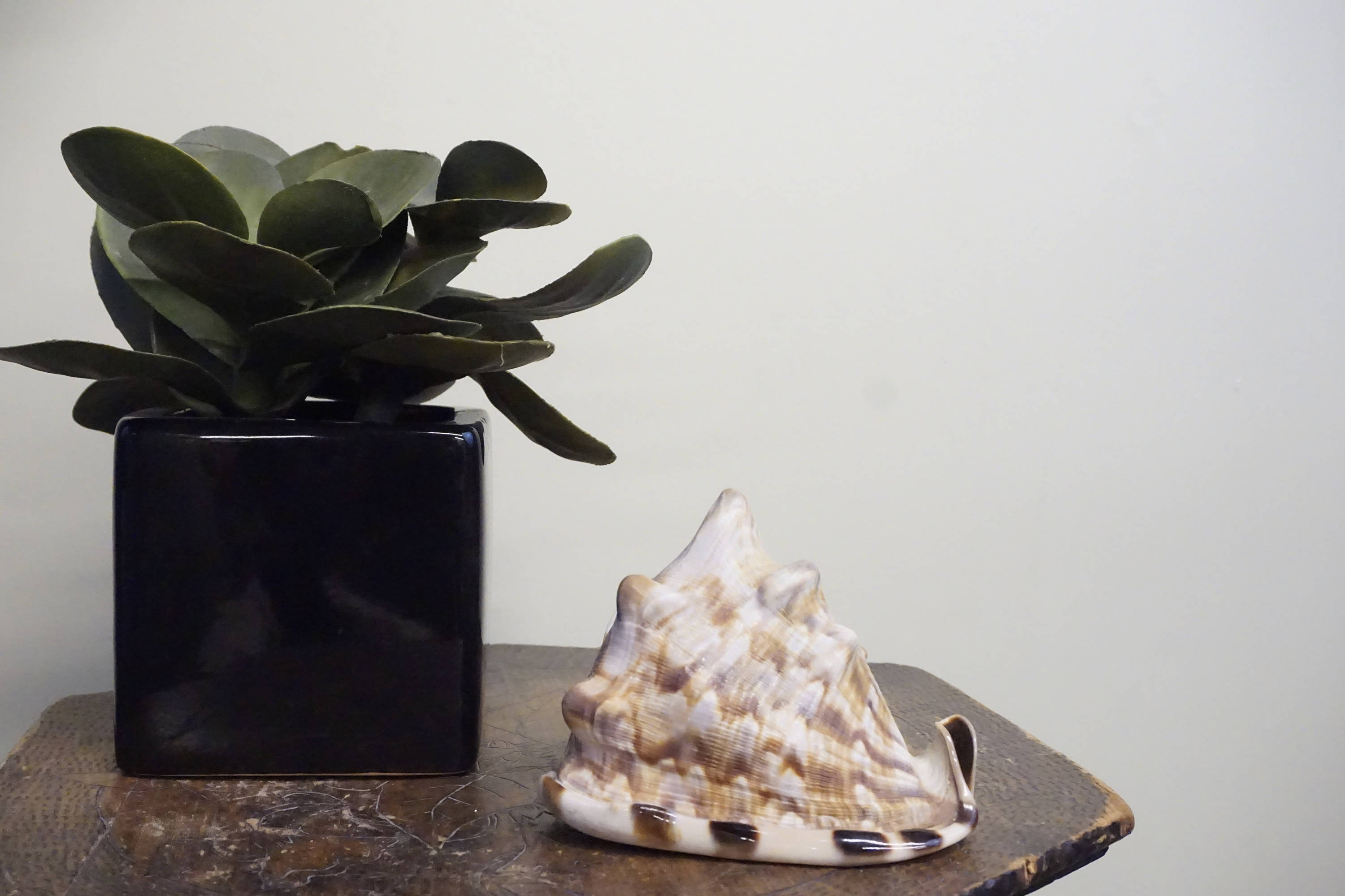 Potted succulent plant beside a decorative conch seashell on a rustic tabletop