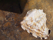 Authentic conch shell on wooden surface, vintage home decor gift from Caribbean sea
