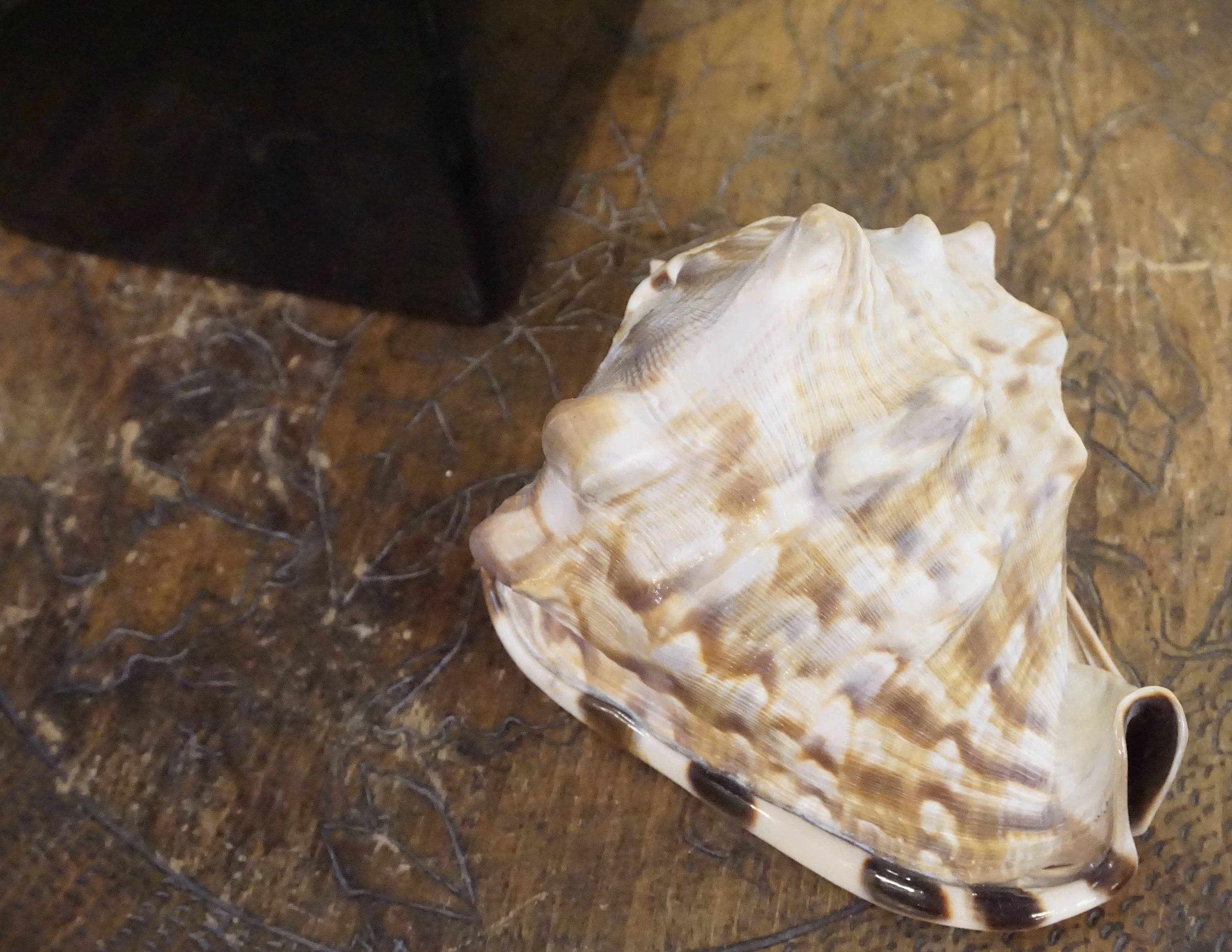 Authentic conch shell on wooden surface, vintage home decor gift from Caribbean sea