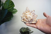 Authentic conch shell held in hand near green plant leaves, vintage home decor gift idea from Caribbean sea