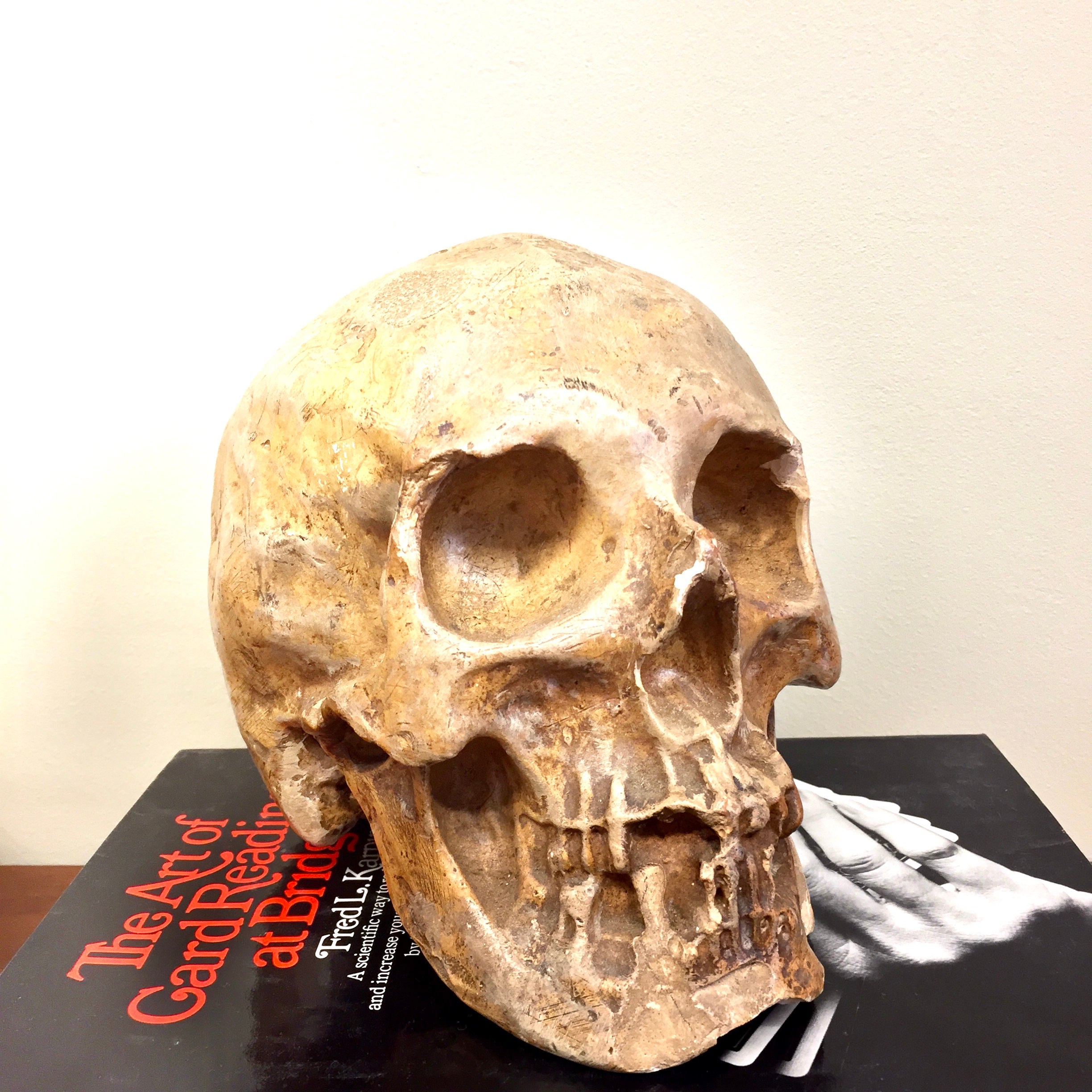 Vintage Decorative Human Skull | Ceramic Skull Decoration | Vintage Home Decor | Mantle Piece | Holiday Gift Idea | Ceramic Art |