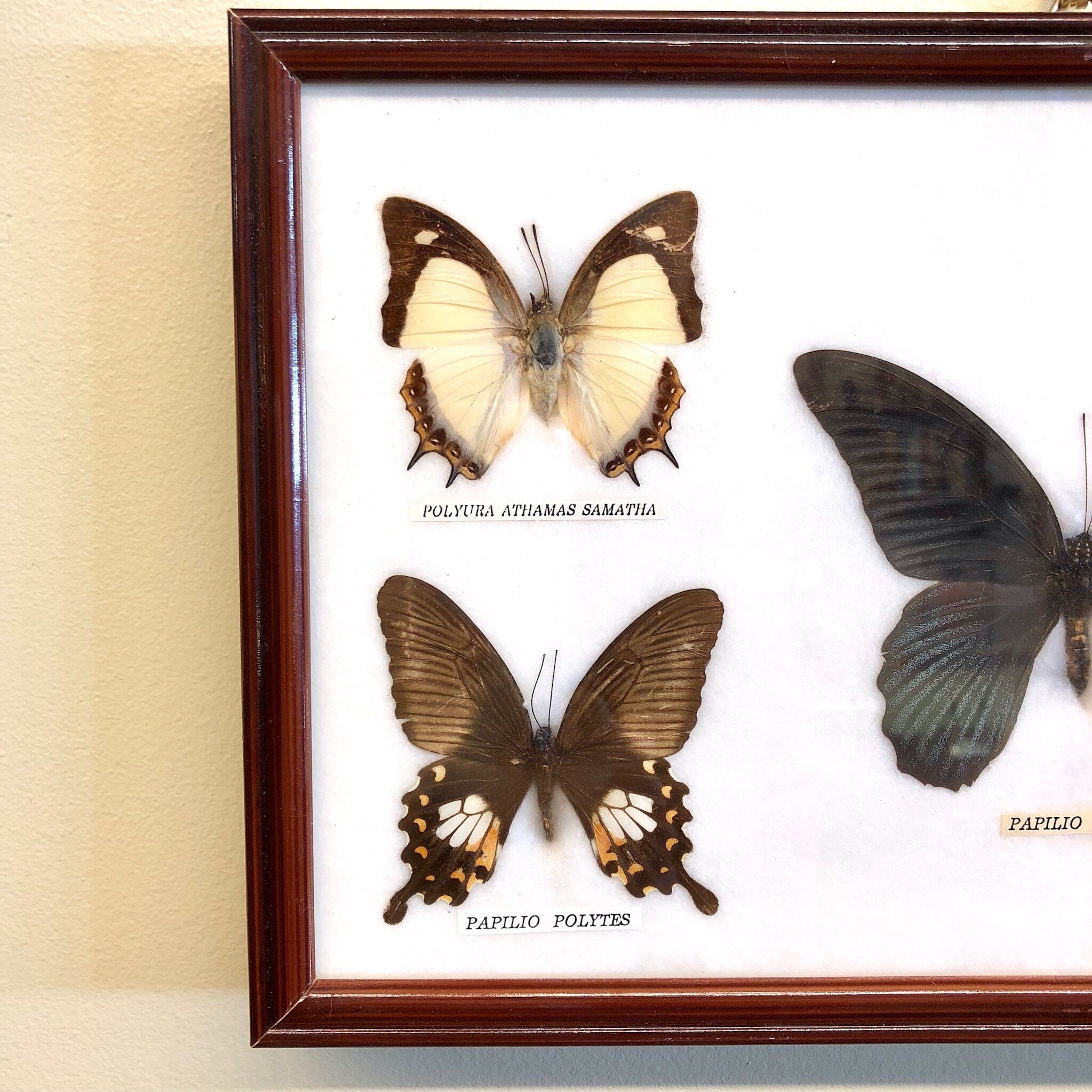 Framed taxidermy butterflies from Thailand, including Papilio polytes and Polytes athanor species, mounted in a vintage wooden frame for unique wall art and home decor.