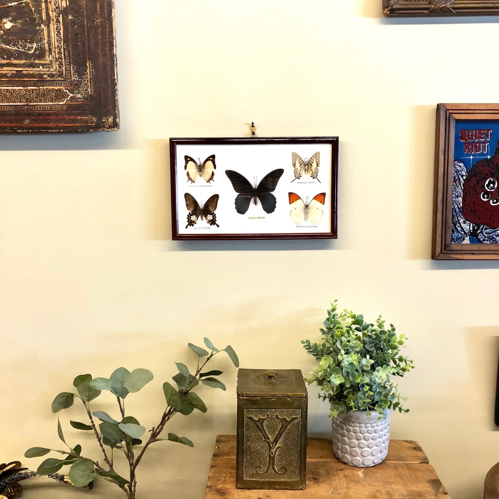 Vintage framed butterfly taxidermy wall art displayed with potted plants, wooden box, and art print in eclectic home decor arrangement.