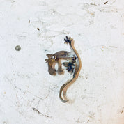 Vintage Silver Brooch, Lizard Brooch, Vintage Pin, Sterling Silver, Statement Jewelry, Animal Jewelry, Salamander, Vintage Jewelry, Reptile