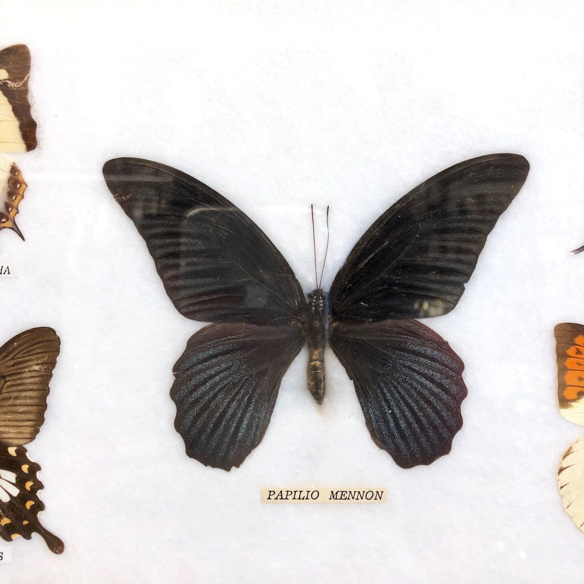 Framed butterfly taxidermy specimen of the Papilio memnon species, showcasing the dark iridescent wings with intricate patterns, enclosed in a rectangular white mat and frame, vintage home decor wall art from Thailand.