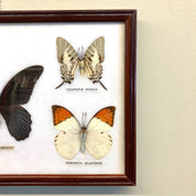 Framed vintage butterfly taxidermy art featuring specimens of the Graphium nomius and Hebomoia glaucippe species, mounted in a wooden frame. Thai butterfly wall decor from Thailand, suitable as unique home decor.