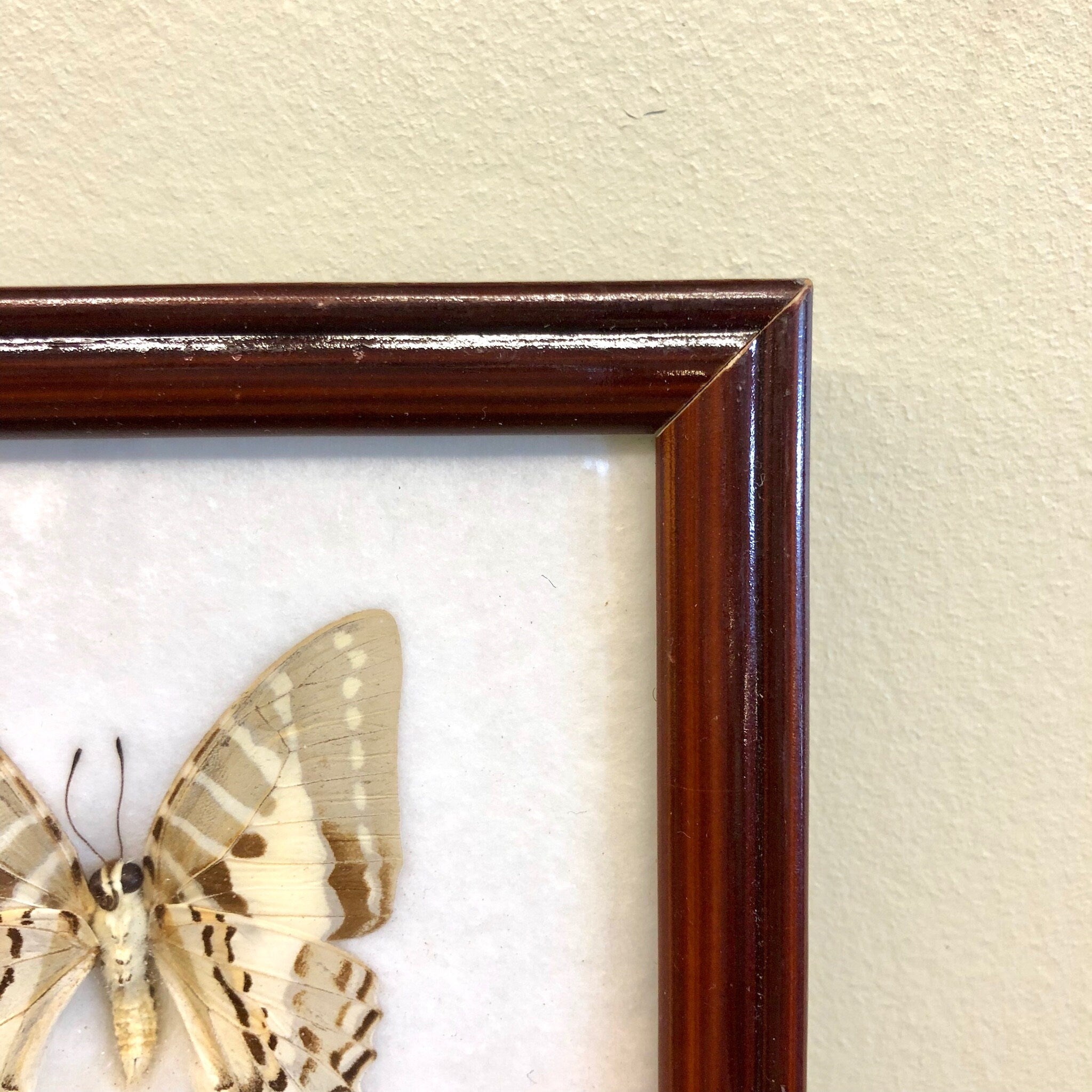 Framed Asian butterfly taxidermy displayed on a beige textured wall, featuring a wooden picture frame and an antique butterfly specimen artfully arranged inside as a unique piece of vintage wall art and home decor from Thailand.