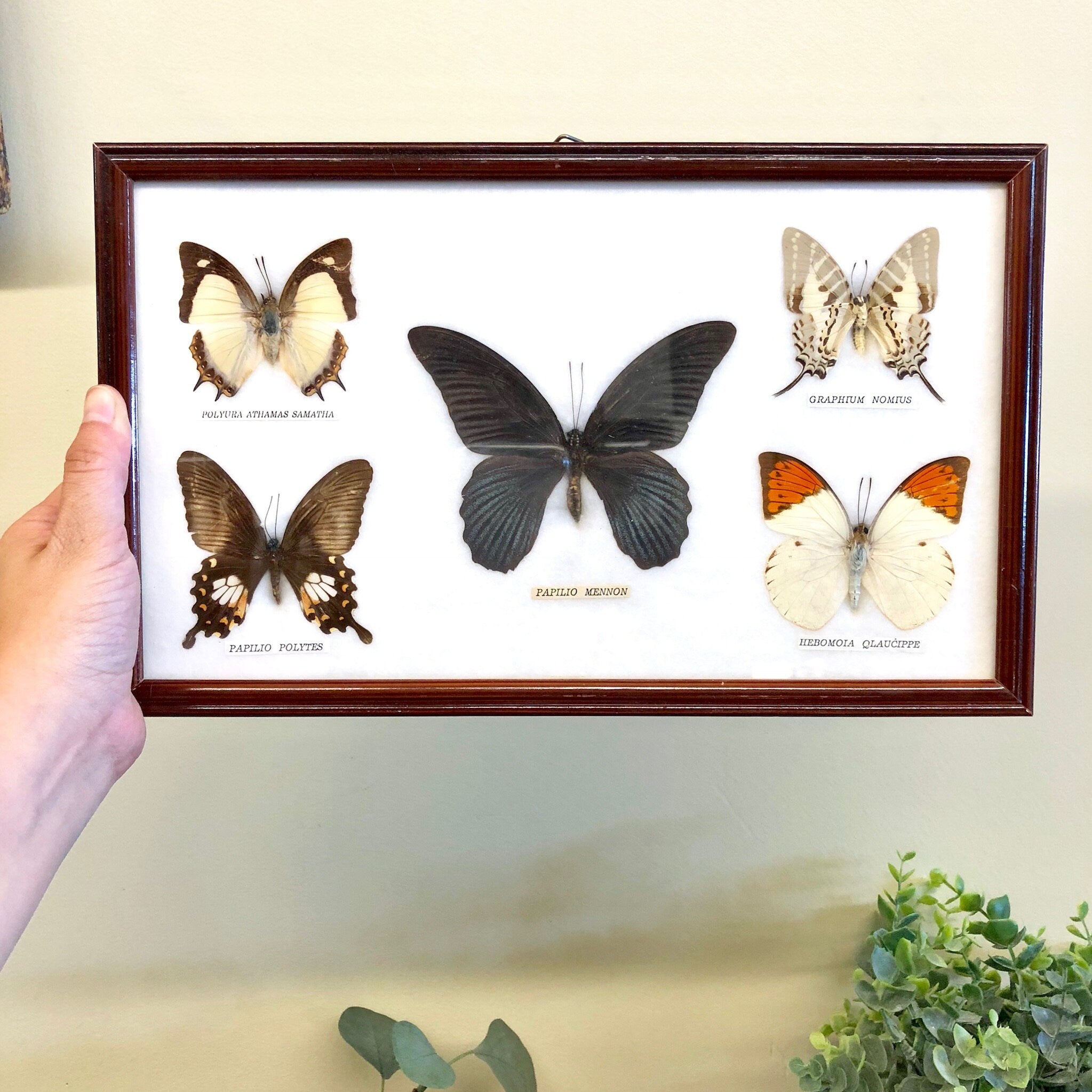 Framed display of six preserved butterfly specimens from Thailand, including the Great Yellow Mormon, Scarce Jester, and Common Albatross species, mounted on a white background in a vintage wooden frame held by a person's hand against a wall.