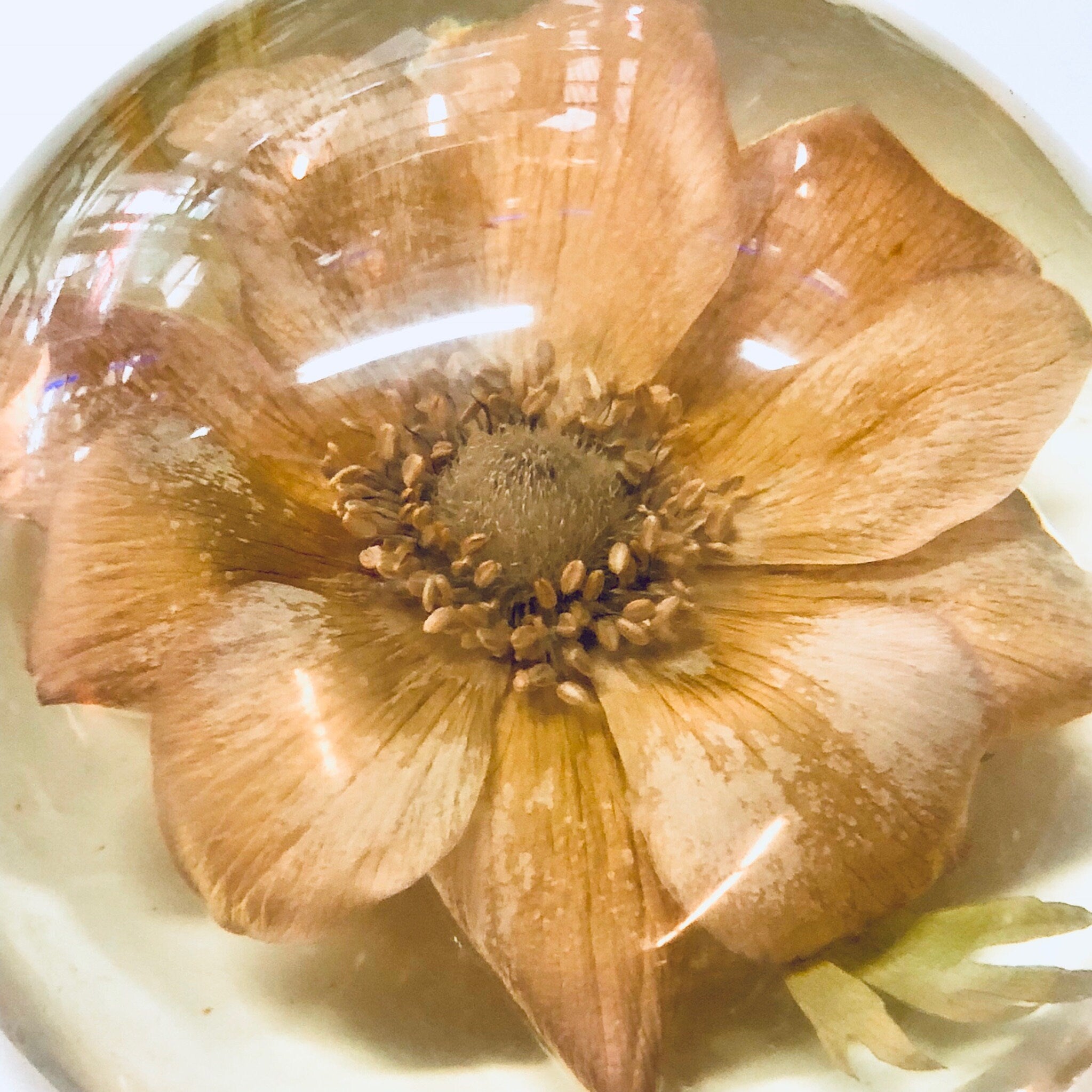 Vintage Paperweight, W Rolfe Paperweight, Lucite, Dried Flower, Pressed Flower, Flower Paperweight, Office Decor, Vintage Home Decor, Flower