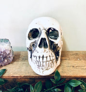 Vintage white skull planter with air plant on wooden shelf, unique Halloween decor in goth style