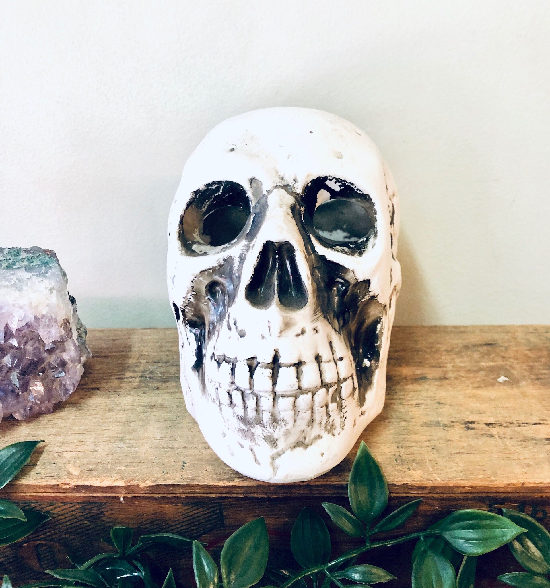 Vintage white skull planter with air plant on wooden shelf, unique Halloween decor in goth style