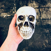 Vintage white ceramic skull planter held in hand, used as an air plant holder for unique goth style Halloween home decor